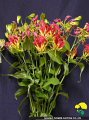 Gloriosa Southern Wind